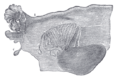 Mesonephros