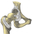 Anatomical illustration from Gray's Anatomy, plate 342
