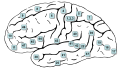 Diagram of Brodmann areas