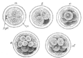 Polar body