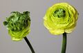 Example of Totipotency in Ranunculus asiaticus