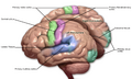 Sensory and motor areas of the brain