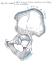 Gray's Anatomy illustration 237