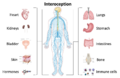Interoception and the body