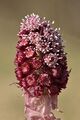 Petasites hybridus inflorescence