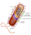 Prokaryote cell