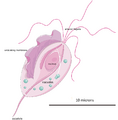Trichomonas vaginalis illustration