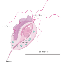 Trichomonas vaginalis