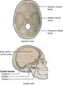 Superior view and lateral view.