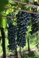 Bonarda grape