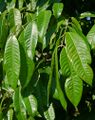 Leaves of Bouea macrophylla