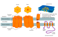 Connexon and connexin structure