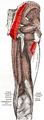 Gluteus maximus