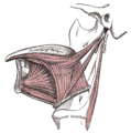 Temporal styloid process