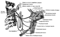 Diagram from Lawrence 1960
