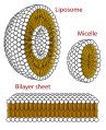 Phospholipids in aqueous solution structures