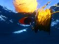 Buoy and reel for diving shotline deployed