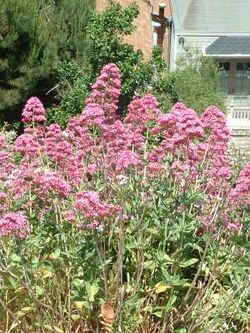 Garden valerian