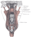 Gray's Anatomy illustration of the uvula