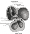 Gray's Anatomy Heart Diagram