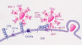 CCR5 receptor antagonist