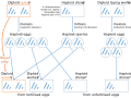 Haplodiploid Sex Determination in Honey Bees