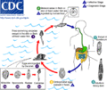 Life cycle of Opisthorchis