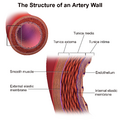 Diagram of artery wall structure
