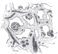 Trabeculae of corpora cavernosa of penis