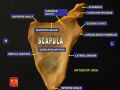 Anterior surface of scapula