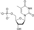 Chemical structure of Thymidine monophosphate