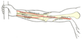 Superficial branch of radial nerve