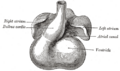 Primitive ventricle