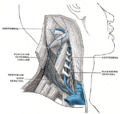 Anatomy of the Suboccipital Triangle