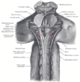 Juxtarestiform body