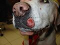 Mast cell tumor on the lip of a dog