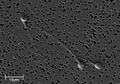 Electron micrograph of human spermatozoa magnified 3140 times.