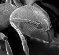 Ant SEM