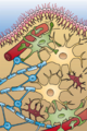 Glial Cell Types