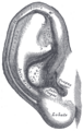 Earlobe