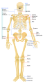 Human skeleton front view