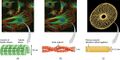 Cytoskeletal Components