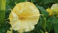 Datura metel 'Ballerina Yellow'