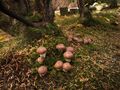 2012-10-12 Suillus luteus (L.) Roussel 271431