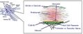Otolith