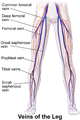 Diagram of leg veins