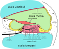 Cross-section of the cochlea