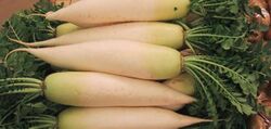 Japanese Daikon