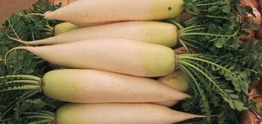 daikon radish (Raphanus sativus)