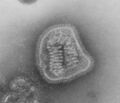 Influenza virus particle